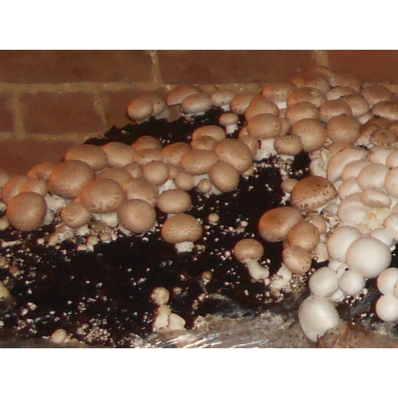 Kit culture de champignons de paris brun BIO