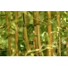 Bambus 120 cm Packung à 25 Stück