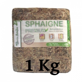 Sphagnum cristatum (sphaigne du Chili)