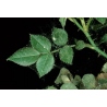 Pyrethro-Pur Spray 750 ml Plantes ornementales