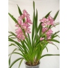 Soucoupe pour Pot Orchidée 12cm