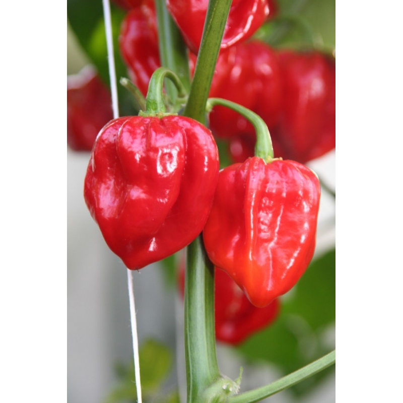 habanero red clothing