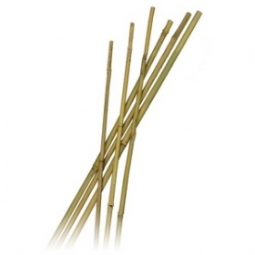 Bambusrohr / Stütze